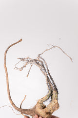 TN3アデニア アクレアータ Adenia aculeata