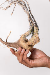 TN3アデニア アクレアータ Adenia aculeata