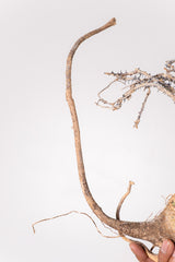 TN3アデニア アクレアータ Adenia aculeata