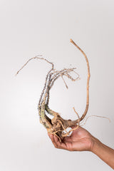 TN3アデニア アクレアータ Adenia aculeata
