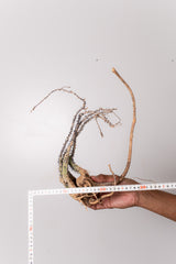 TN3アデニア アクレアータ Adenia aculeata