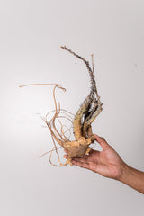 TN4アデニア アクレアータ Adenia aculeata