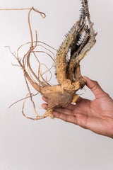 TN4アデニア アクレアータ Adenia aculeata