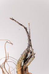 TN4アデニア アクレアータ Adenia aculeata