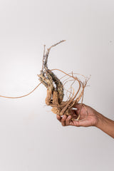 TN4アデニア アクレアータ Adenia aculeata
