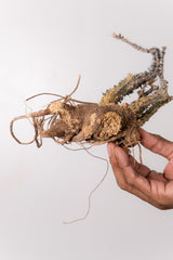 TN4アデニア アクレアータ Adenia aculeata
