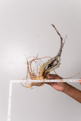 TN4アデニア アクレアータ Adenia aculeata