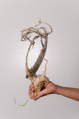 TN6アデニア アクレアータ Adenia aculeata