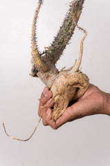 TN6アデニア アクレアータ Adenia aculeata