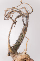 TN6アデニア アクレアータ Adenia aculeata