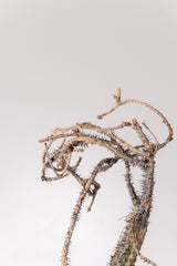 TN6アデニア アクレアータ Adenia aculeata