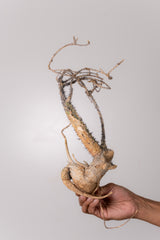 TN6アデニア アクレアータ Adenia aculeata