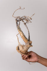 TN6アデニア アクレアータ Adenia aculeata