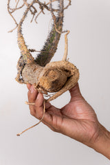 TN6アデニア アクレアータ Adenia aculeata