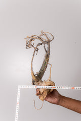 TN6アデニア アクレアータ Adenia aculeata