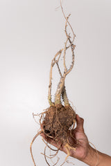 TN7アデニア アクレアータ Adenia aculeata