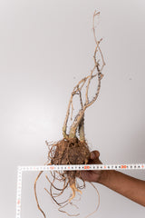 TN7アデニア アクレアータ Adenia aculeata