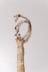 TN8アデニア アクレアータ Adenia aculeata