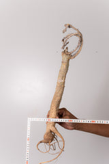 TN8アデニア アクレアータ Adenia aculeata