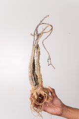 TN10アデニア アクレアータ Adenia aculeata