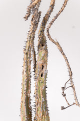 TN10アデニア アクレアータ Adenia aculeata