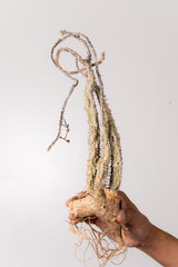 TN10アデニア アクレアータ Adenia aculeata