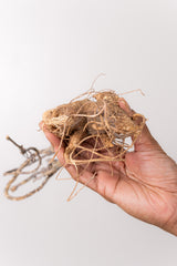 TN10アデニア アクレアータ Adenia aculeata