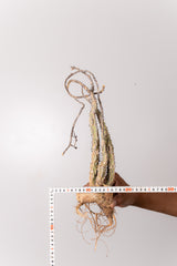 TN10アデニア アクレアータ Adenia aculeata