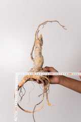 TN11アデニア アクレアータ Adenia aculeata