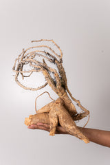 TN12アデニア アクレアータ Adenia aculeata