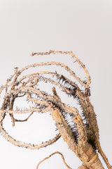 TN12アデニア アクレアータ Adenia aculeata