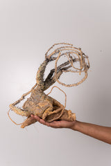 TN12アデニア アクレアータ Adenia aculeata