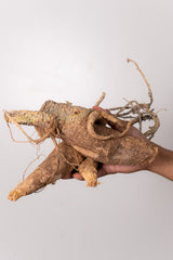 TN12アデニア アクレアータ Adenia aculeata