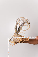 TN12アデニア アクレアータ Adenia aculeata