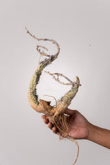 TN13アデニア アクレアータ Adenia aculeata
