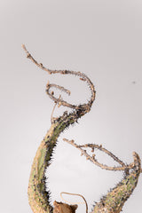 TN13アデニア アクレアータ Adenia aculeata