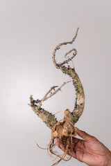 TN13アデニア アクレアータ Adenia aculeata