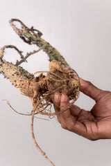 TN13アデニア アクレアータ Adenia aculeata