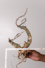 TN13アデニア アクレアータ Adenia aculeata