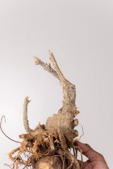 TN15アデニア アクレアータ Adenia aculeata