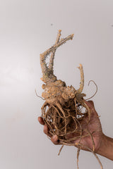 TN15アデニア アクレアータ Adenia aculeata