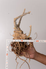 TN15アデニア アクレアータ Adenia aculeata