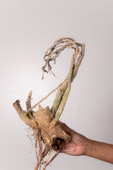 TN16アデニア アクレアータ Adenia aculeata