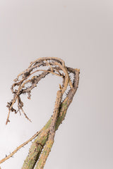 TN16アデニア アクレアータ Adenia aculeata