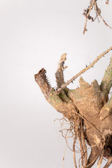 TN16アデニア アクレアータ Adenia aculeata