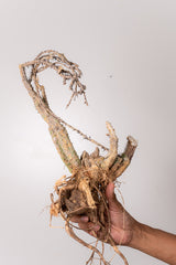 TN16アデニア アクレアータ Adenia aculeata