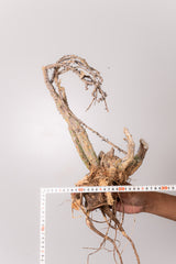 TN16アデニア アクレアータ Adenia aculeata