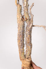 TN17アデニア アクレアータ Adenia aculeata