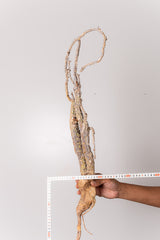 TN17アデニア アクレアータ Adenia aculeata