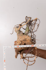 TN18アデニア アクレアータ Adenia aculeata
